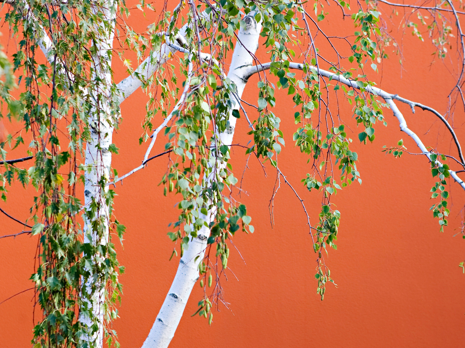 Contrast of Birch tree and orange garden wall 