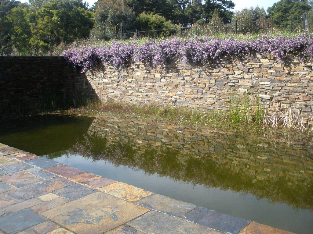 Badger dry stone walling as two feature walls in organic billabong style pool with Myrtle split stone coping