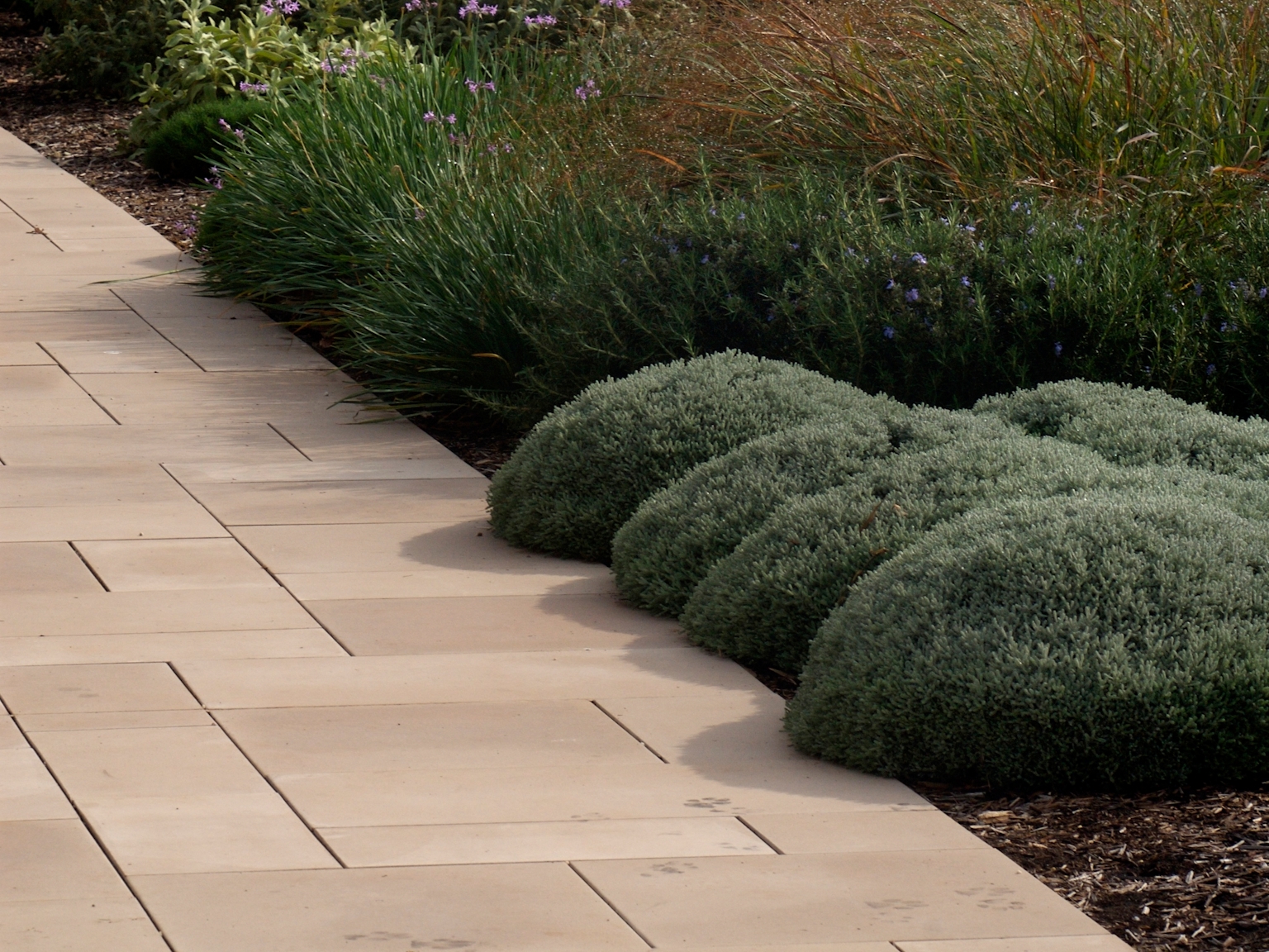 Native garden bed with pathway in Hawkesbury concrete pavers