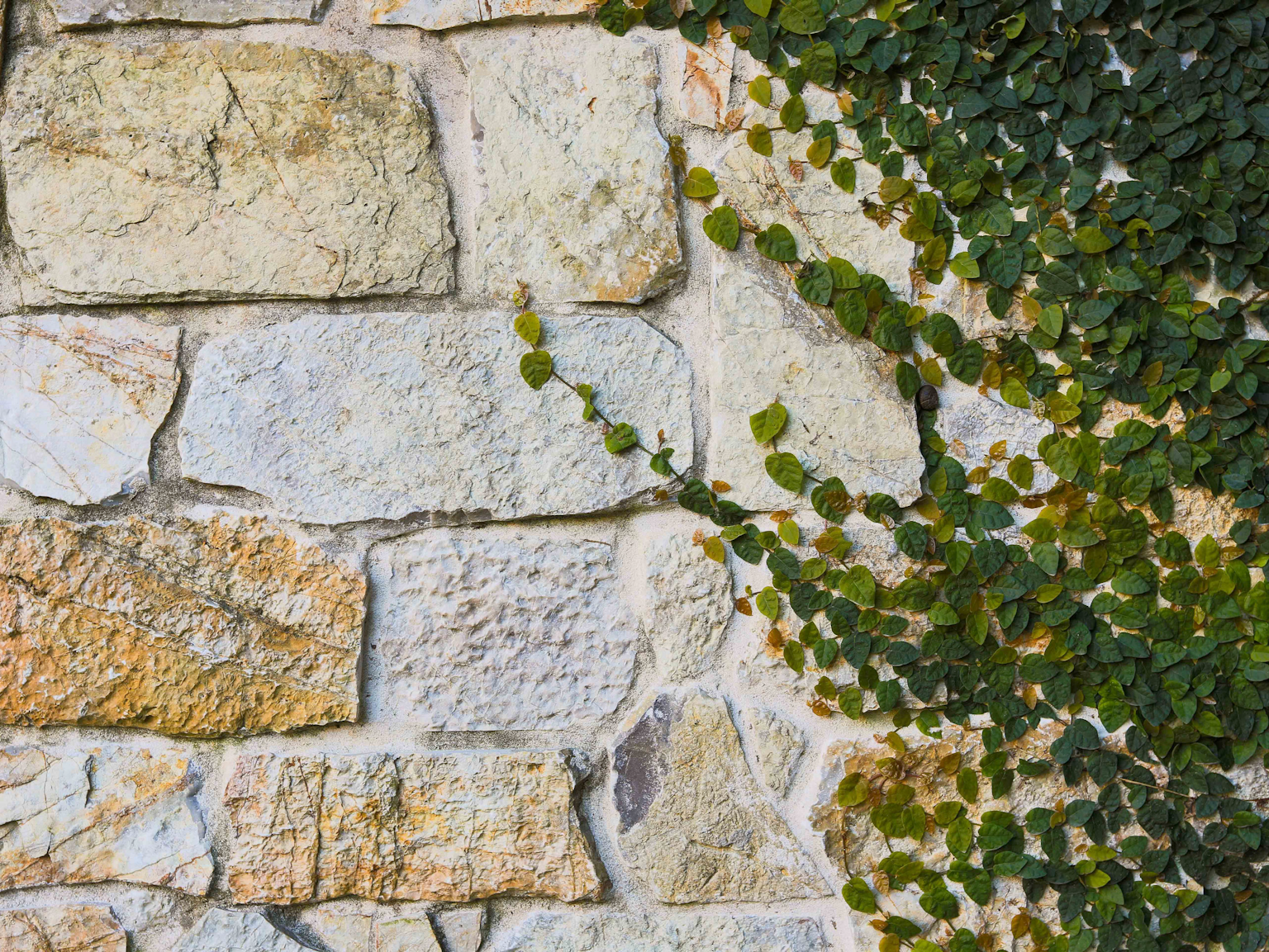 Coolum random ashlar limestone walling with creeper vine