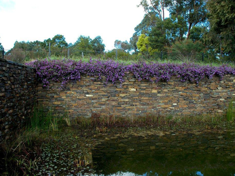 Badger dry stone walling as two feature walls in organic billabong style pool with water reeds