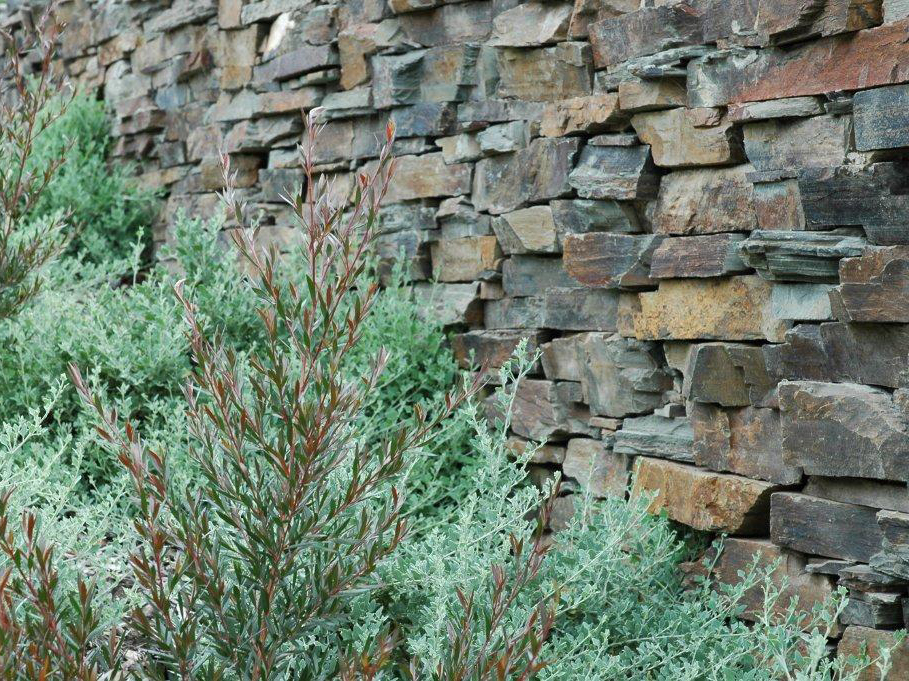 Badger dry stone walling with shrubs