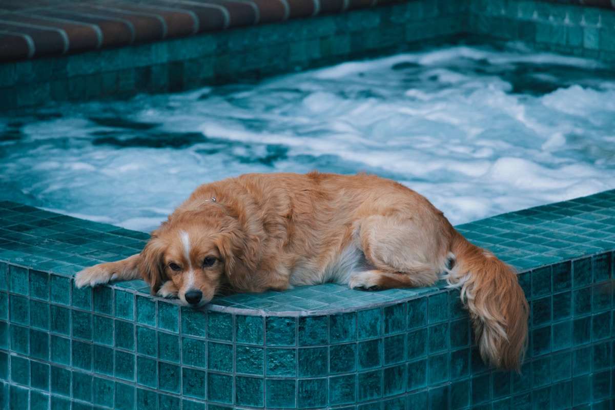 Dog Pool Maintenance