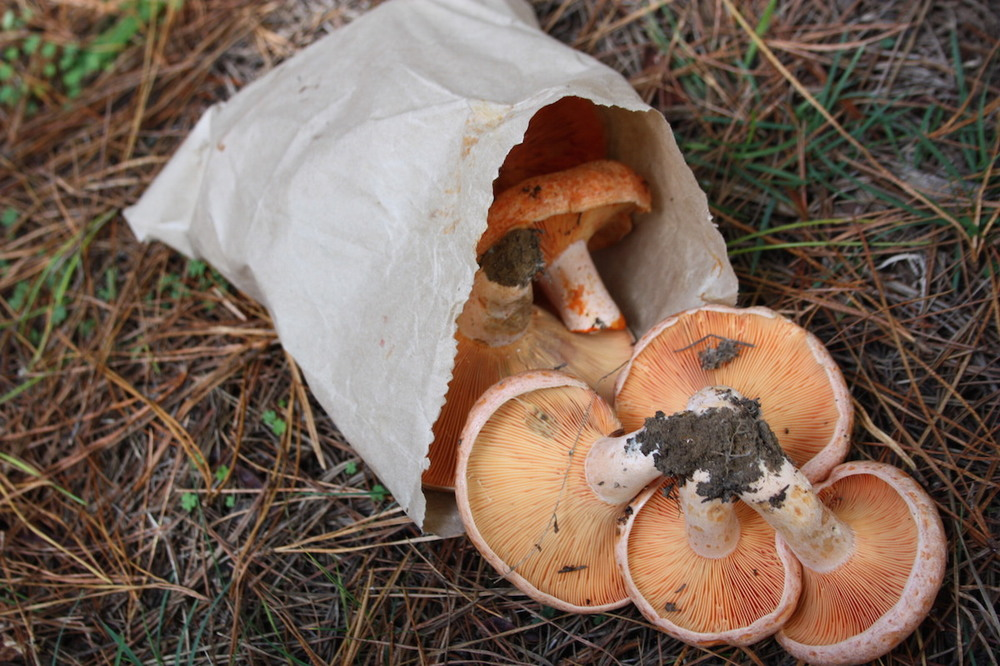 Mushroom02